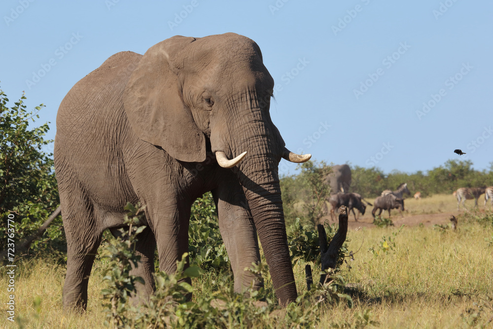 Fototapeta premium Afrikanischer Elefant / African elephant / Loxodonta africana