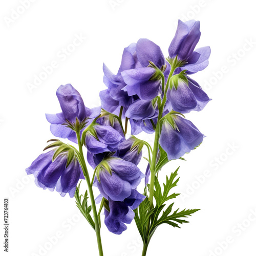 Aconitum flower isolated on transparent background