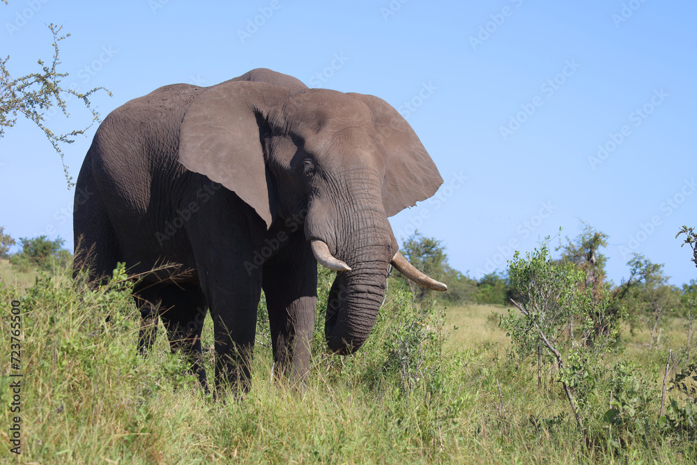 Fototapeta premium Afrikanischer Elefant / African elephant / Loxodonta africana