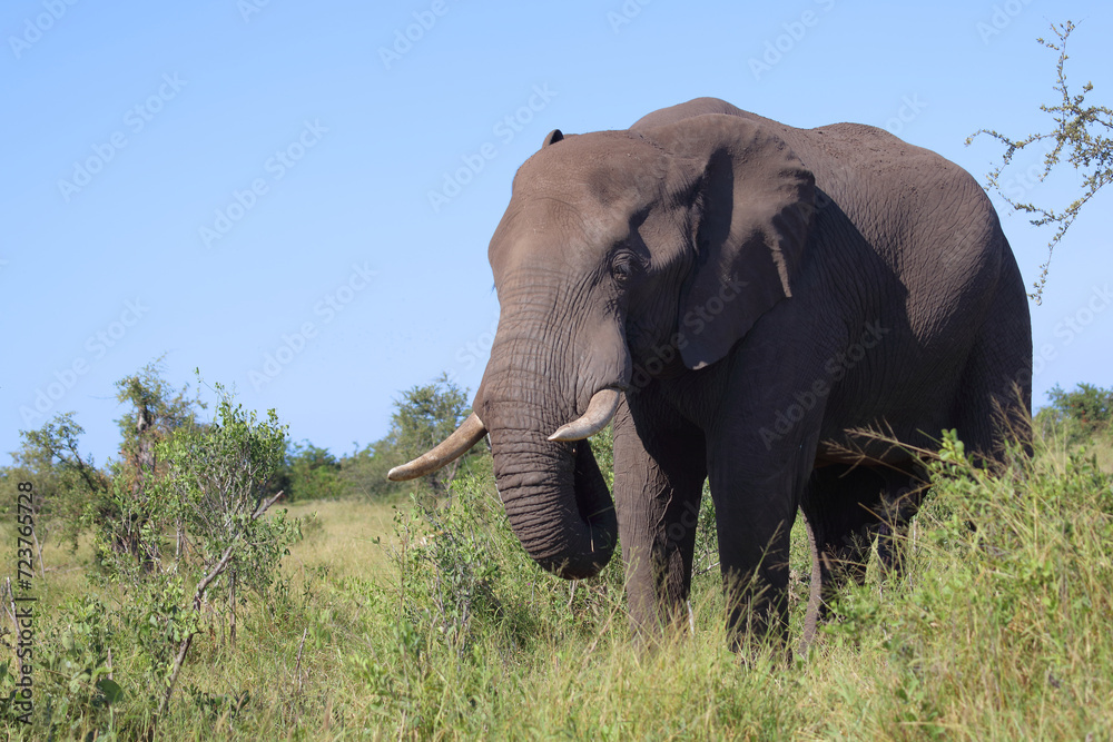 Fototapeta premium Afrikanischer Elefant / African elephant / Loxodonta africana