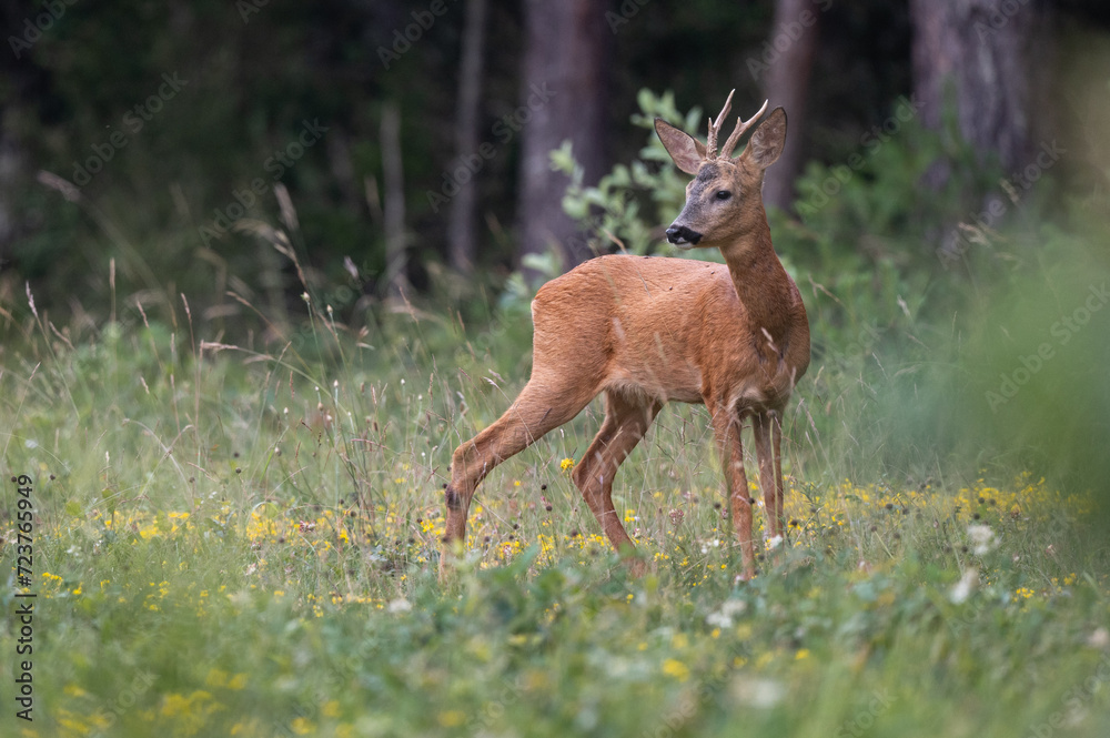 Capreolus capreolus - Roe deer - Chevreuil d'Europe Capreolus capreolus - Roe deer - Chevreuil d'Europe