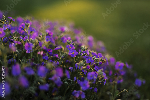 Blue flowers in the garden at sunset  macro photography.