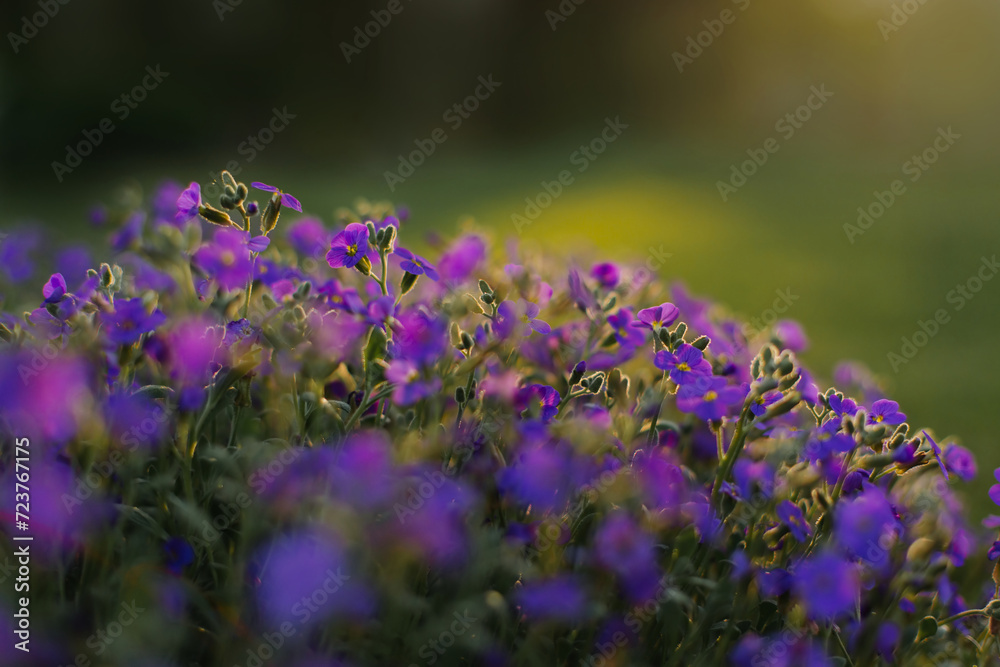 Obraz premium Blue flowers in the garden at sunset, macro photography.