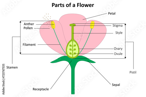 Parts of a flower. Flower structure.