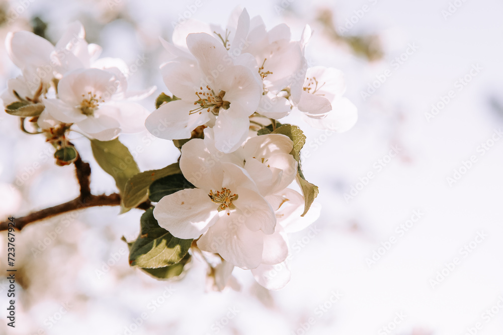 Apple tree blossom at spring.