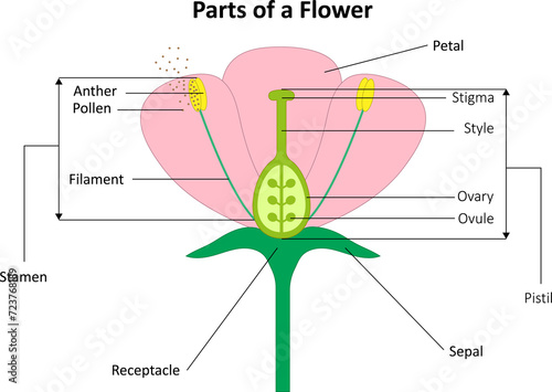 Parts of a flower. Flower structure.