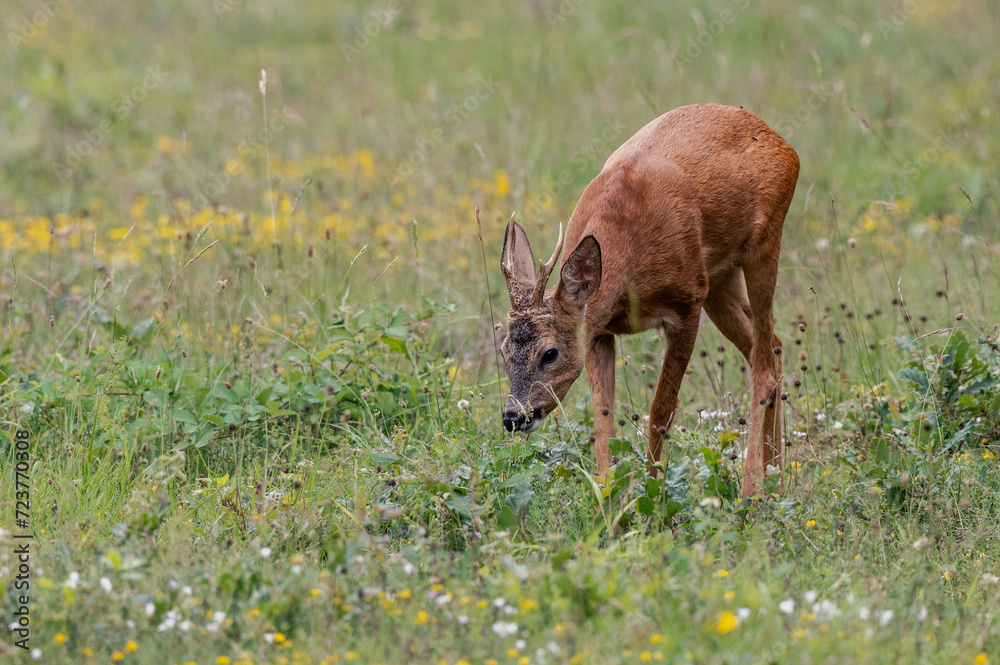Capreolus capreolus - Roe deer - Chevreuil d'Europe Capreolus capreolus - Roe deer - Chevreuil d'Europe
