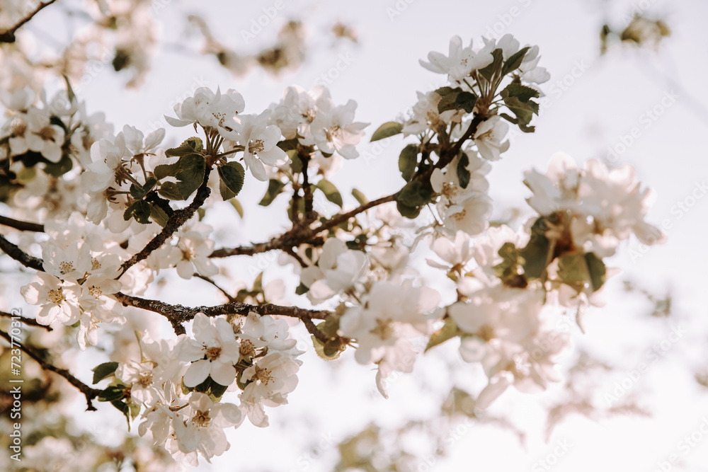 Apple tree blossom at spring. Apple tree blossom at spring.