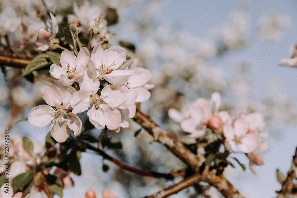 Apple tree blossom at spring