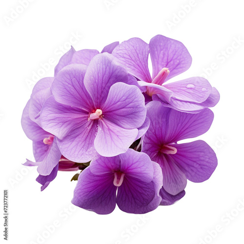 African Violet flower isolated on transparent background © Tohamina