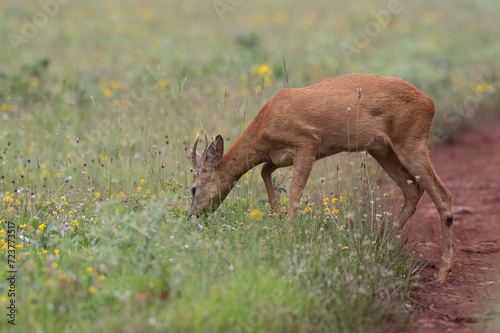 Capreolus capreolus - Roe deer - Chevreuil d'Europe photo