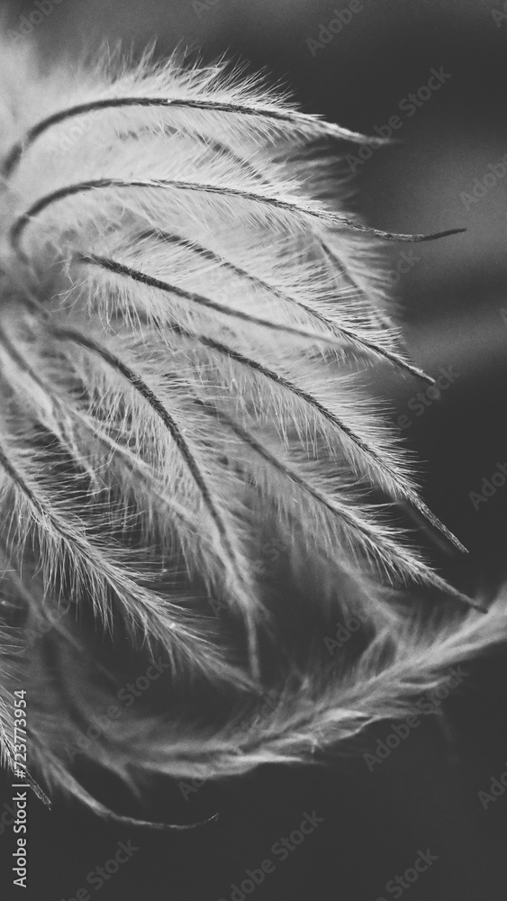 Obraz premium feather on black background