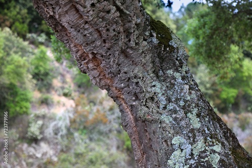 Cork oak in Sardinia island, Italy
