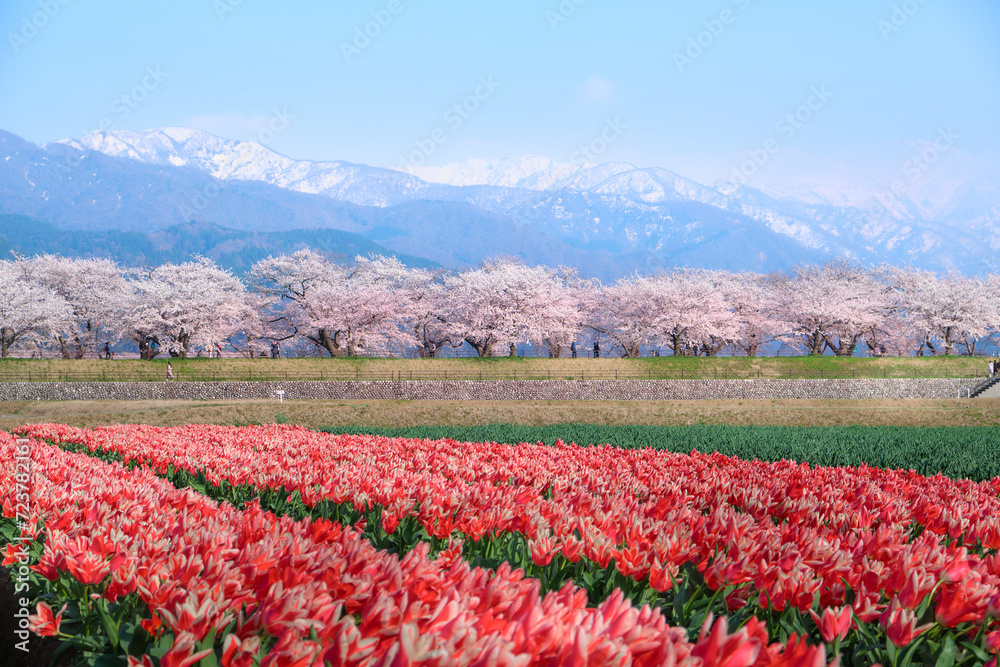 Tulips and cherry blossom, Toyama, Japan 