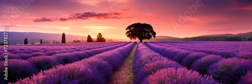 colorful lavender field background photo