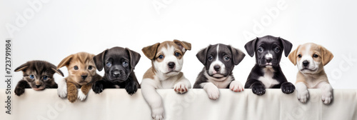 Isolated white background photo of cute dogs and cats lined up