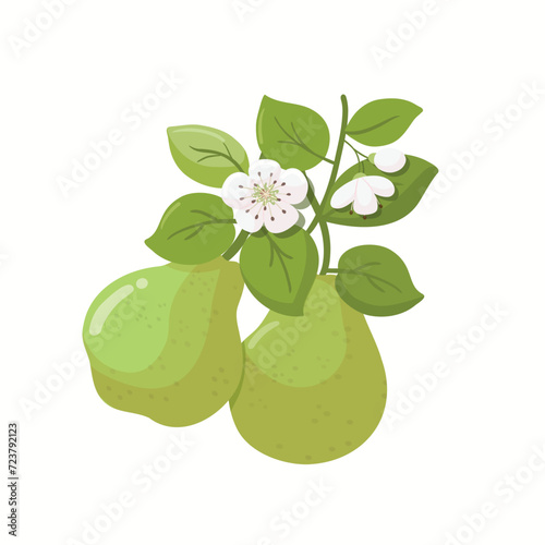 Green pears with branches, leaves and flowers. Fruit illustration