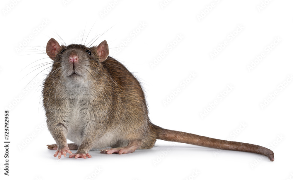 Adorable brown pet rat, standing side ways. Nose up sniffing towards camera. Isolated on a white background. Adorable brown pet rat, standing side ways. Nose up sniffing towards camera. Isolated on a white background.
