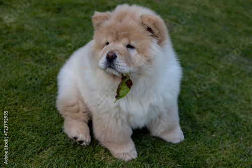 Cream Chow Puppy