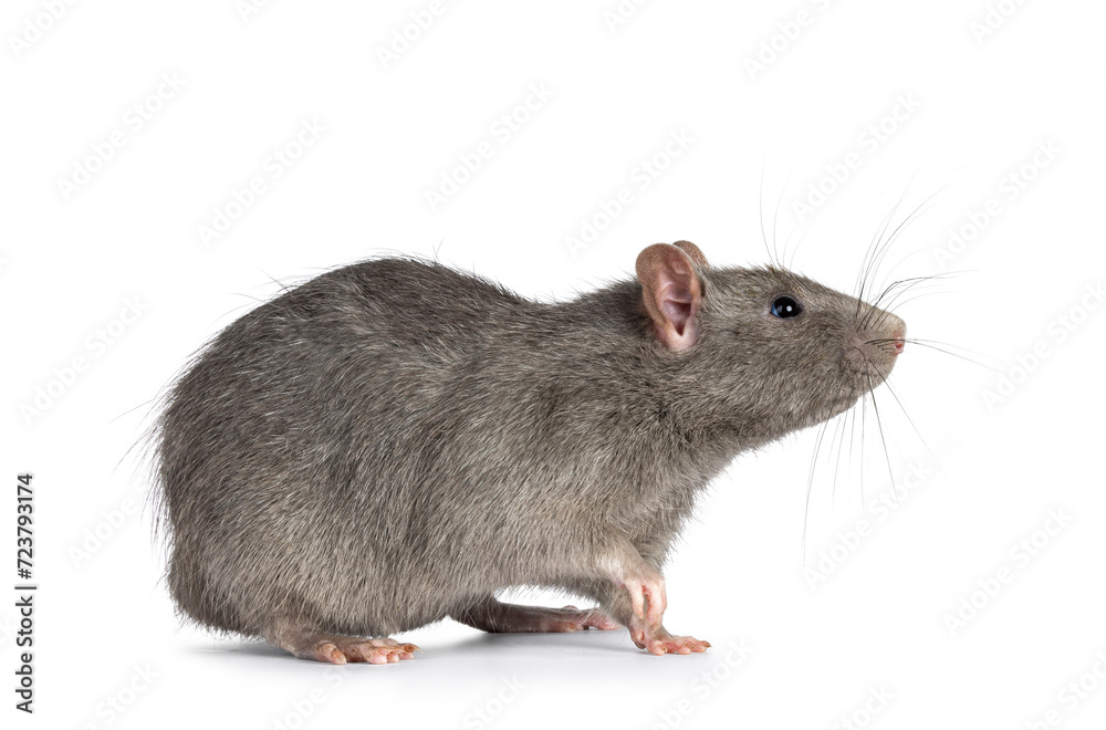 Adorable gray pet rat, standing side ways. Nose, one paw and head up sniffing side ways and up. Isolated on a white background. Adorable gray pet rat, standing side ways. Nose, one paw and head up sniffing side ways and up. Isolated on a white background.