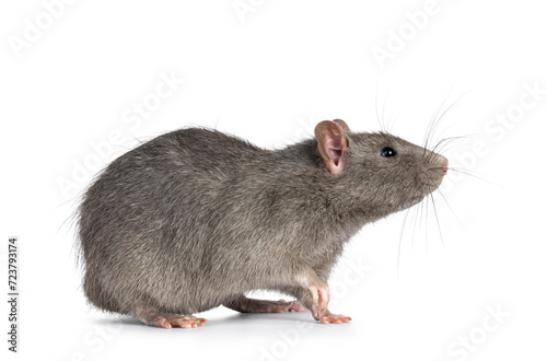 Adorable gray pet rat, standing side ways. Nose, one paw and head up sniffing side ways and up. Isolated on a white background.