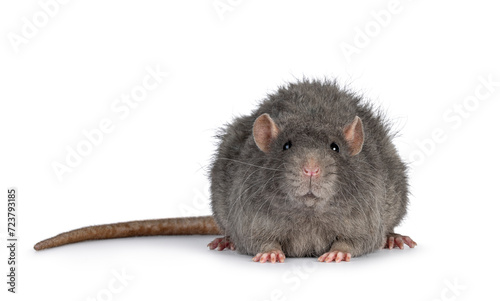 Adorable rex pet rat, standing facing front. Looking straight into camera. Isolated on a white background.