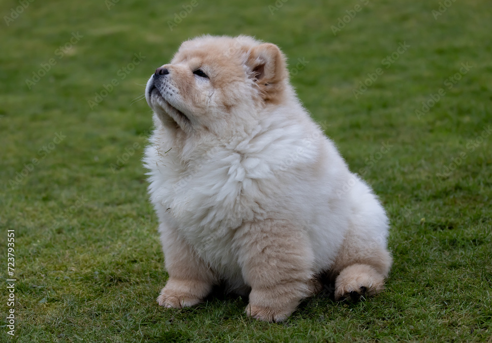 Fototapeta premium Cream Chow Puppy