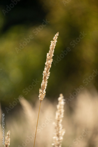 Dry reeds in the sun light, close up of wild grass