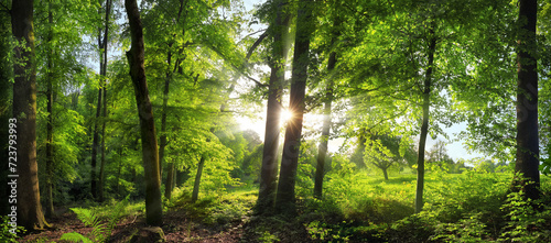 Exquisite woodland scenery with lush green trees in front of the sun, a gorgeous panoramic summer or spring landscape