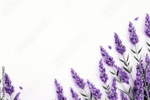 lavender flower background