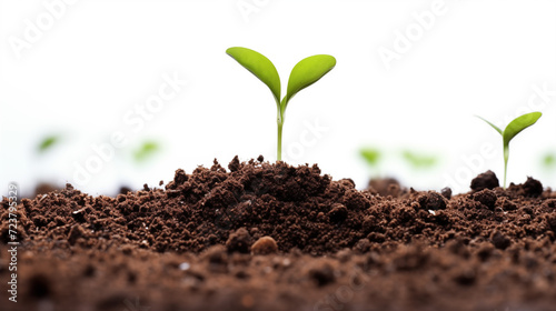 Seeds sprouting in soil 