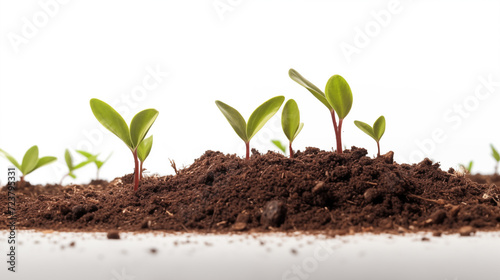 Seeds sprouting in soil
