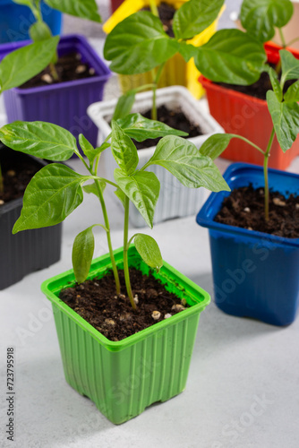 Paprika seedlings in colorful flower pots. Pepper sprout on gray background. Gardening concept, springtime.