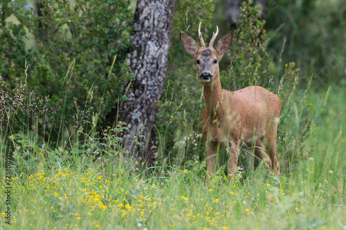 Capreolus capreolus - Roe deer - Chevreuil d'Europe © Thomas
