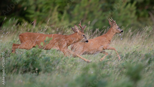 Capreolus capreolus - Roe deer - Chevreuil d'Europe