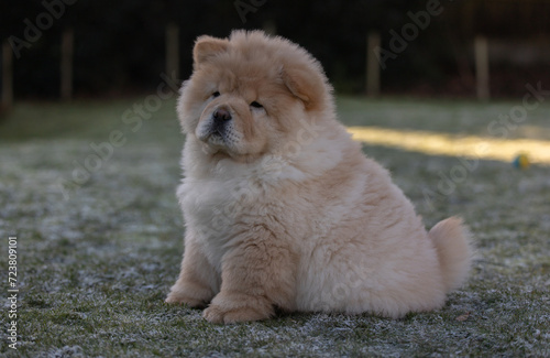 Cream Chow Puppy