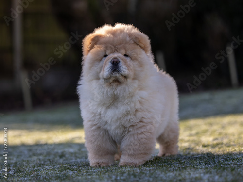 Cream Chow Puppy