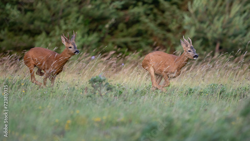 Capreolus capreolus - Roe deer - Chevreuil d'Europe photo