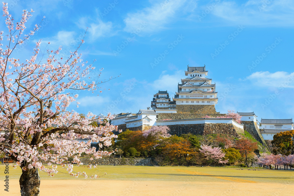 Scenic full bloom cherry blossom at Himeji castle in Hyogo, Japan Scenic full bloom cherry blossom at Himeji castle in Hyogo, Japan