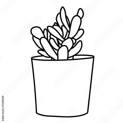 Plante d'intérieur - Cactus