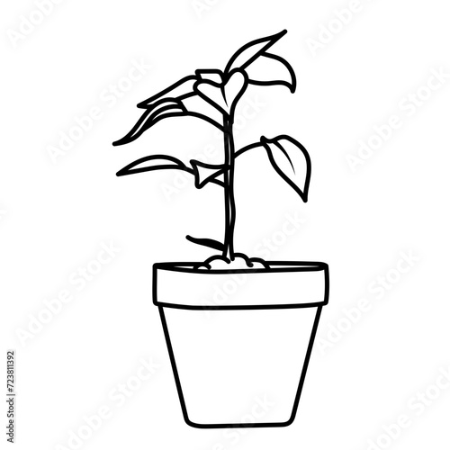 Plante d'intérieur - Cactus