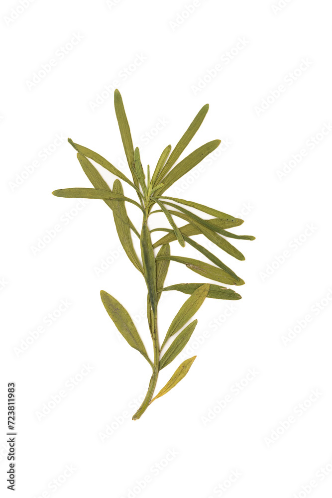 Fototapeta premium Dried green sprig on a white background