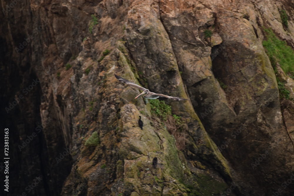 Pelican on a shore