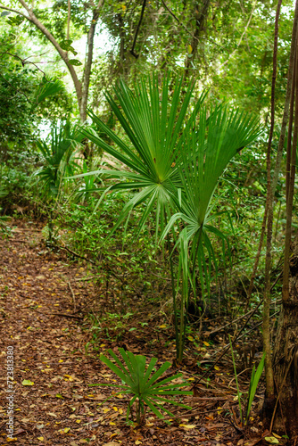 path through the dense, shady tropical jungle of the Yucatan