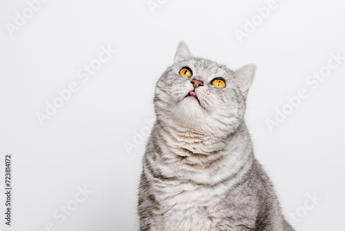 Cute beautiful tabby cat with tongue out is looking up, copy space for branding, white background photo