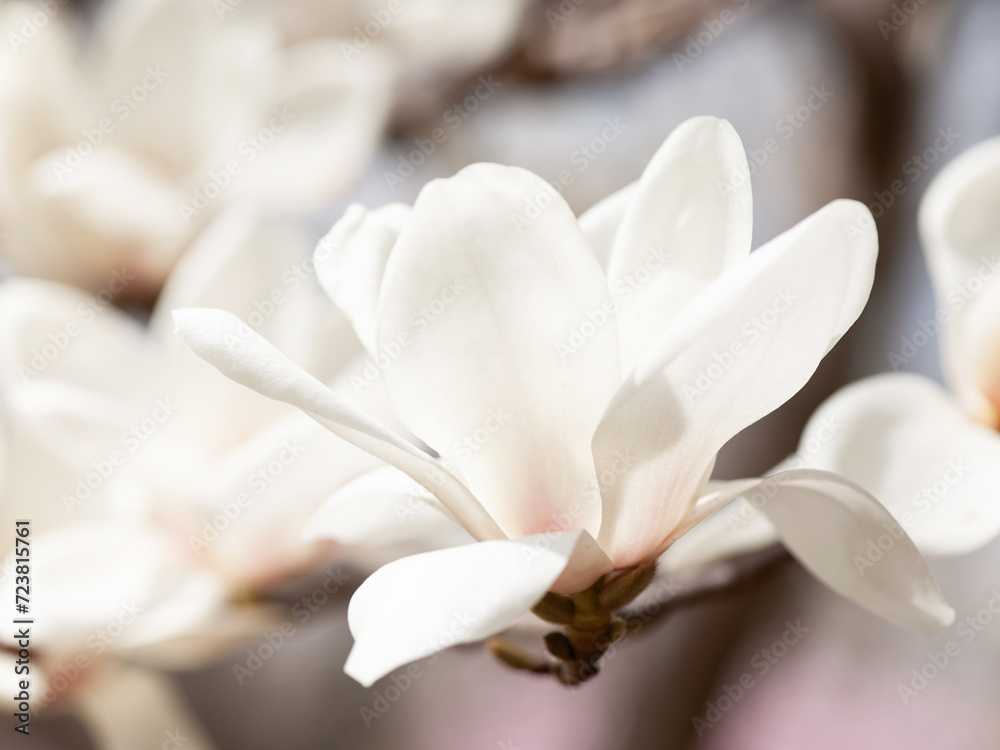 Obraz premium 春の日差しを浴びる