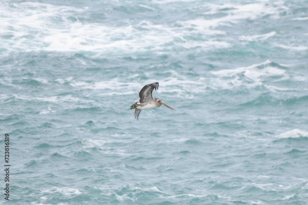 Pelican flying near the shore Pelican flying near the shore