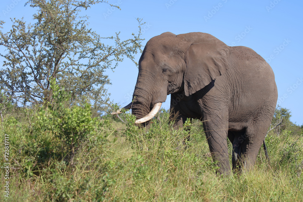 Obraz premium Afrikanischer Elefant / African elephant / Loxodonta africana