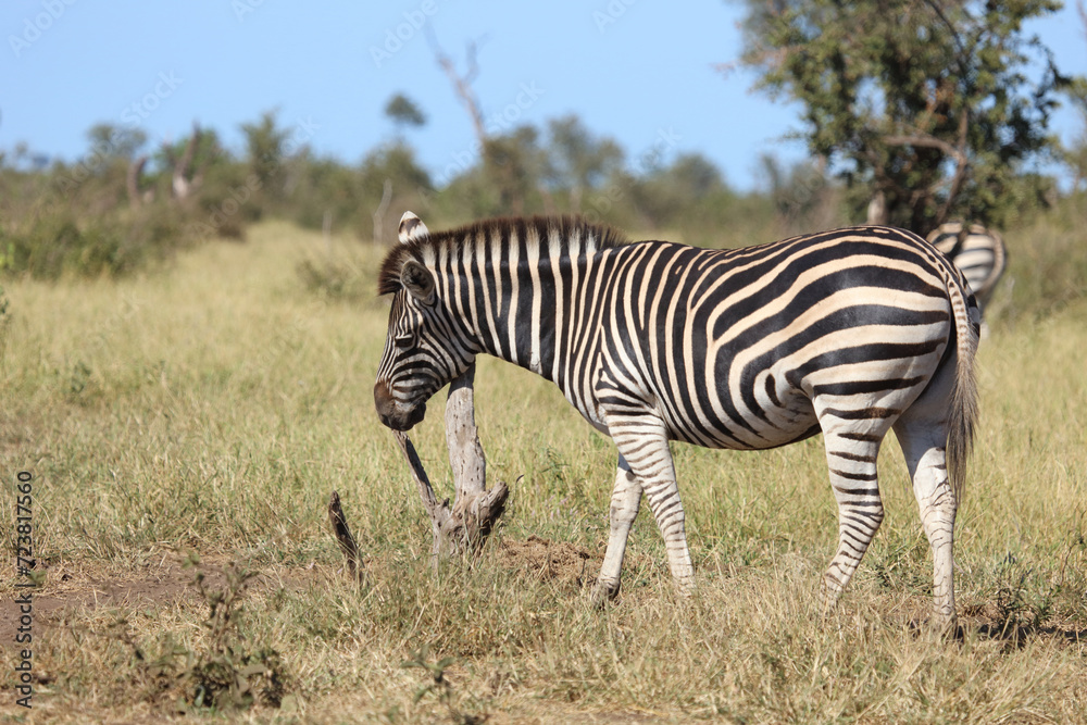 Steppenzebra / Burchell's zebra / Equus quagga burchellii Steppenzebra / Burchell's zebra / Equus quagga burchellii