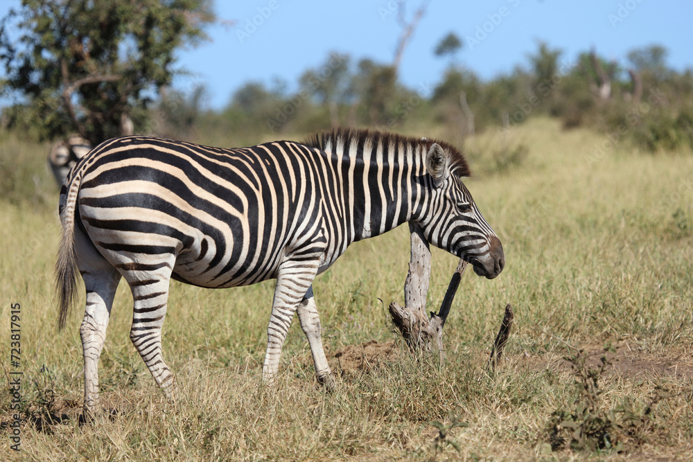 Steppenzebra / Burchell's zebra / Equus quagga burchellii Steppenzebra / Burchell's zebra / Equus quagga burchellii